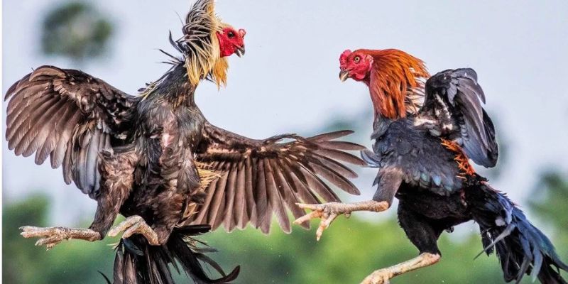 Đá gà tại 888NEW vô dùng kịch tính