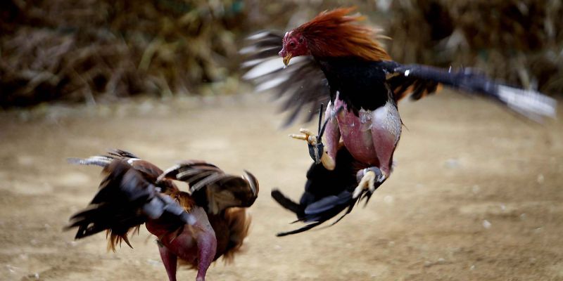 Tỷ lệ cược tại 888NEW rất hấp dẫn